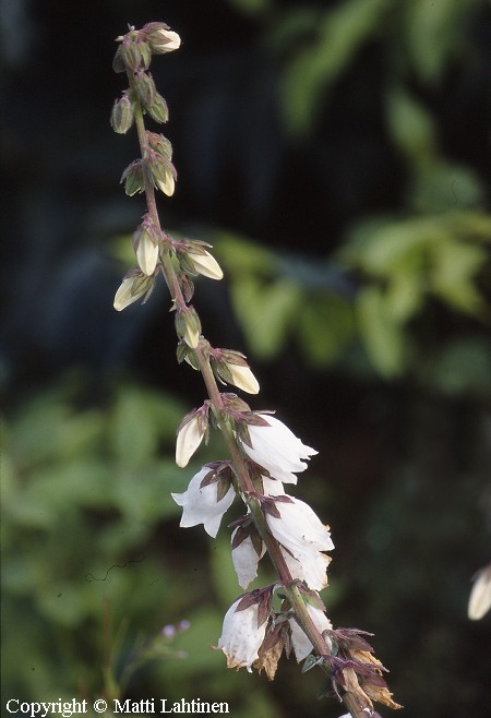 Campanula alliariifolia, herttakello